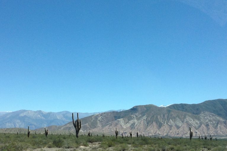 Espinas Musicales En El Parque Nacional Los Cardones