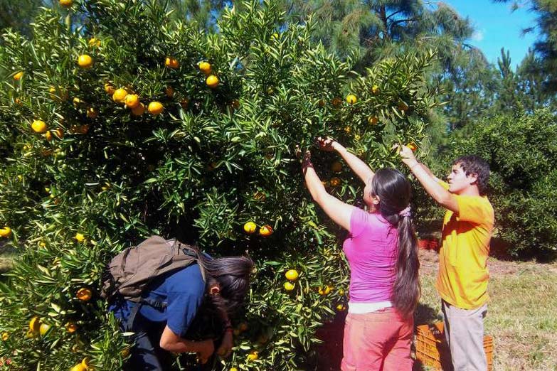 Una nena de 12 años murió tras comer mandarinas en una quinta en Corrientes