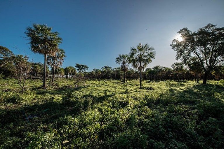 Nuevo Parque Nacional Laguna El Palmar en Chaco