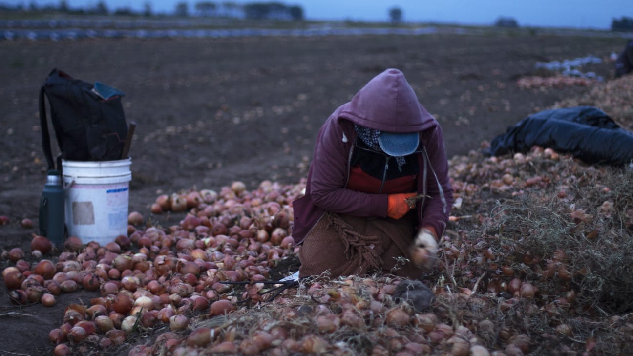 Producción de cebolla en Argentina: clima, mercado y Estado