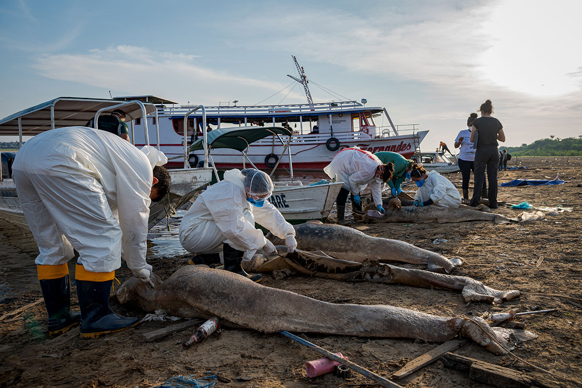 Dramático operativo internacional: intentan a contrarreloj salvar a los delfines de la Amazonía brasileña