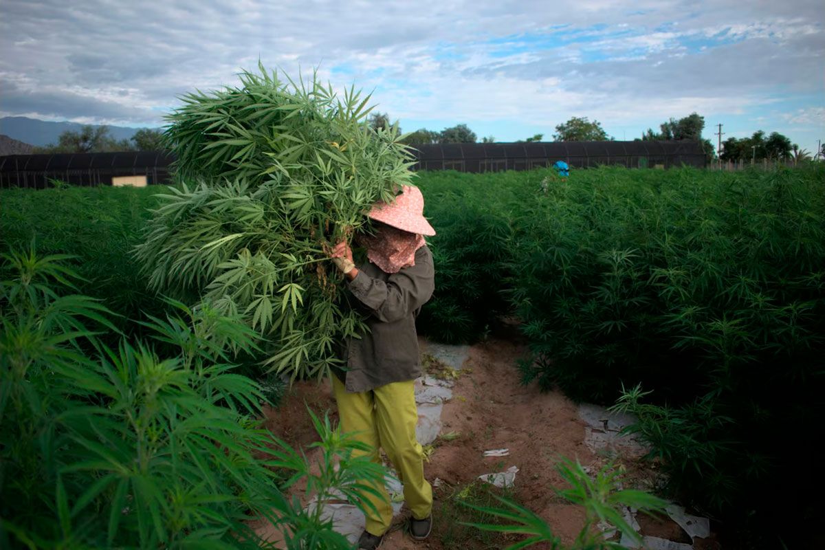 Cannabis: frente a la desidia del gobierno nacional, avanzan los «REPROCANN provinciales»