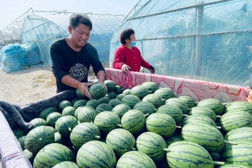 Cooperativas de agricultores con características chinas, el otro modelo