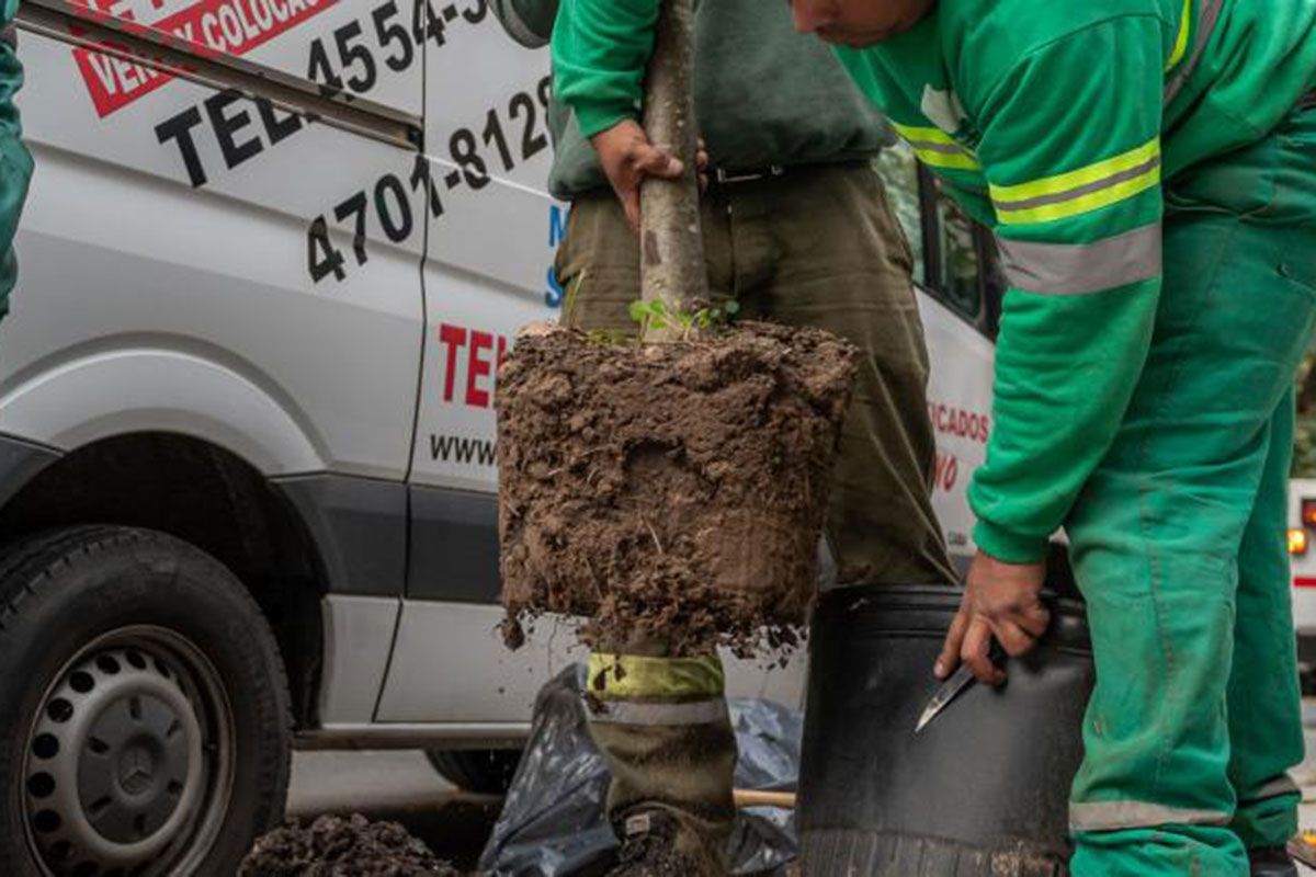 Denuncian que el Gobierno porteño plantará apenas el 30% de árboles que debe colocar por año