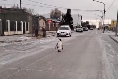 Pingüinos en la calle y fuentes congeladas, postales del crudo invierno argentino