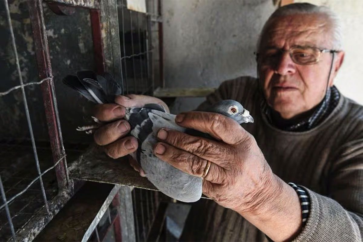 Las palomas mensajeras, el insólito nuevo enemigo del gobierno