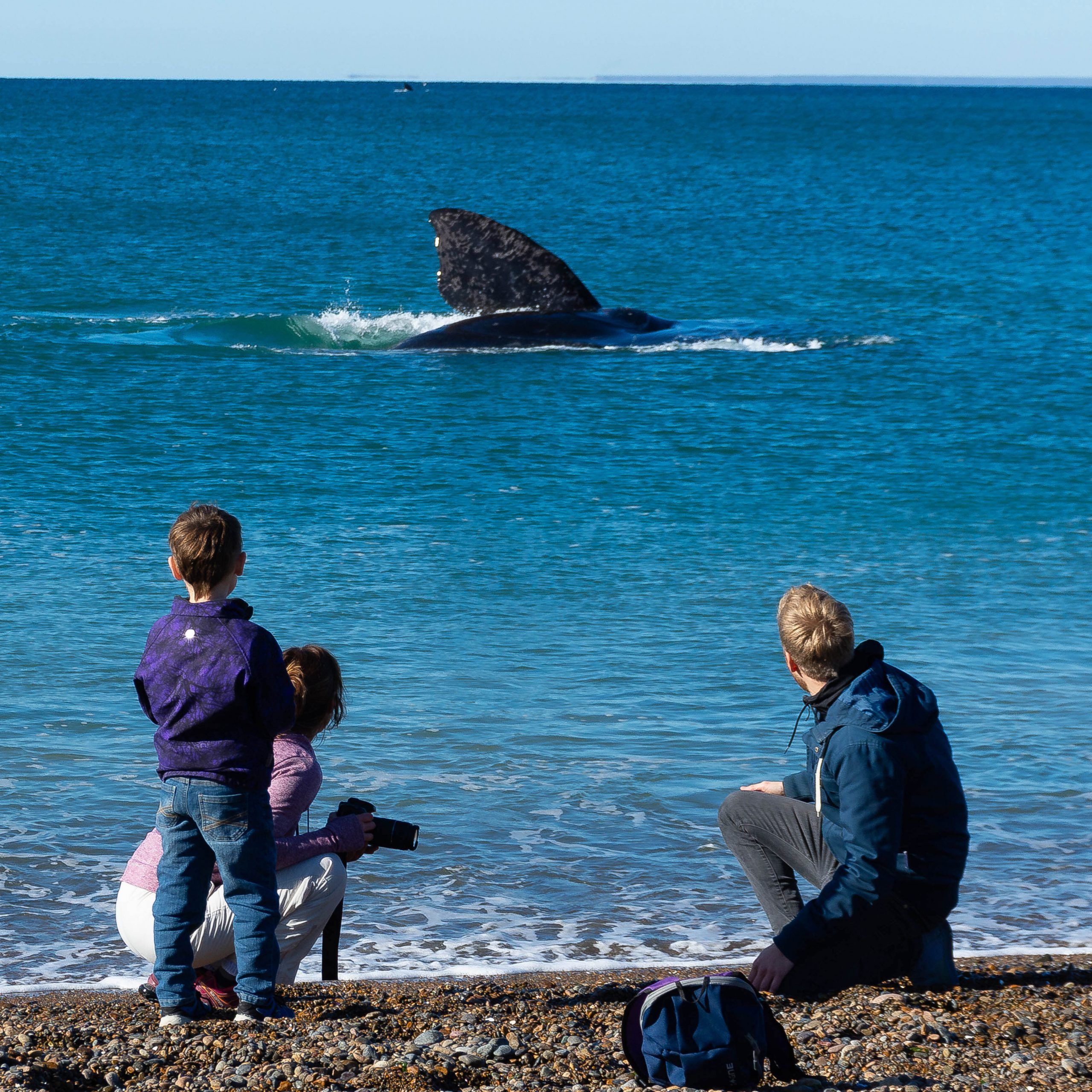 Puerto Madryn, dónde ver gratis las ballenas