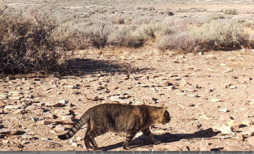 Chubut: estudian una población de gatos que vive aislada del ser humano