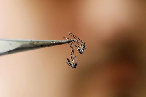 Dengue: detectan en el AMBA tres mutaciones que vuelven al mosquito resistente a los insecticidas