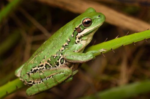 Más monocultivos, menos diversidad de sapos y ranas