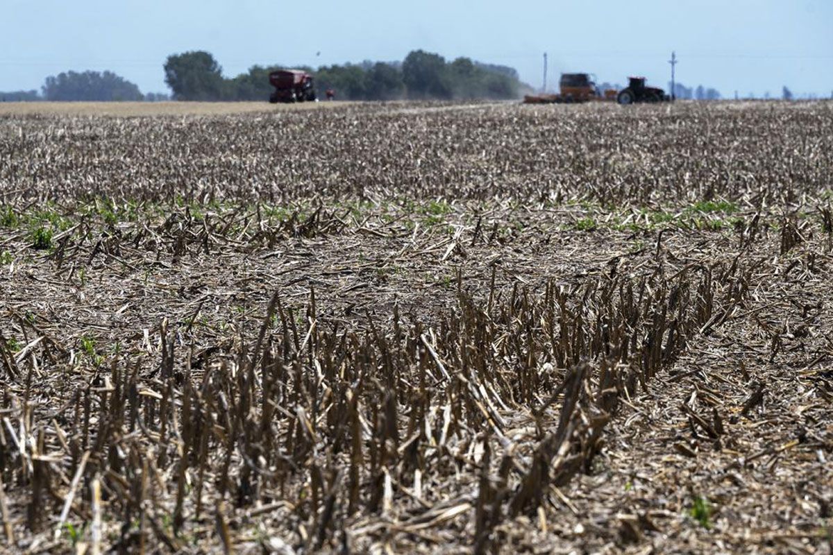 La sequía está en pleno desarrollo y anticipa una cosecha golpeada en la previa de un nuevo récord de temperatura