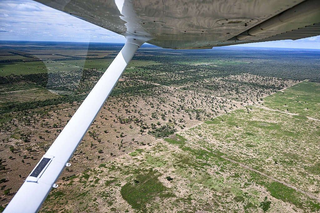 Encubren desmontes en el Norte argentino bajo la excusa de “manejo silvopastoril”