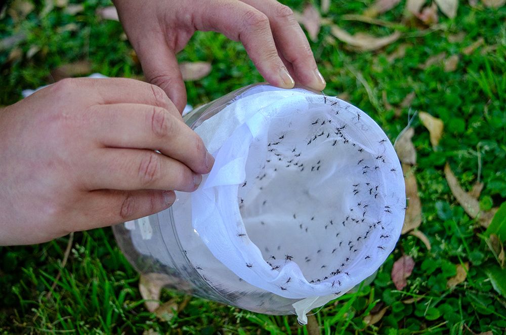 Liberan 25.000 mosquitos machos estériles fluorescentes en Ezeiza para combatir el dengue