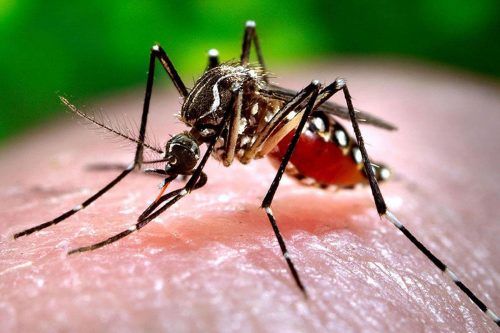 Dengue: se expande la resistencia de los mosquitos a los insecticidas