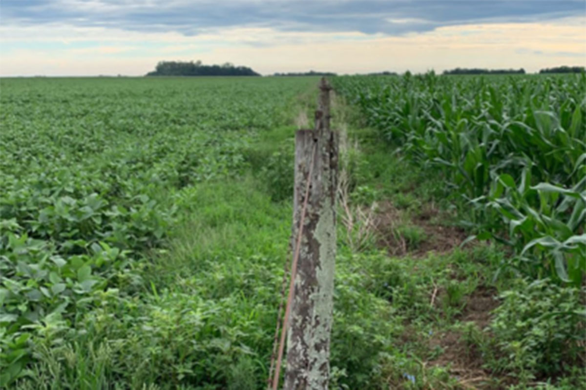 La Pampa Ondulada perdió más de 1200 km de alambrados rurales en 20 años