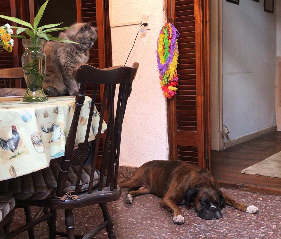 Hermano perro, hermana gata