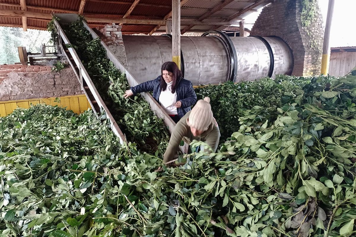 Crisis de la yerba: caída del consumo, abuso de las grandes empresas y protestas en las rutas misioneras