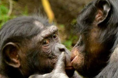 El beso: un legado evolutivo que une a simios y humanos