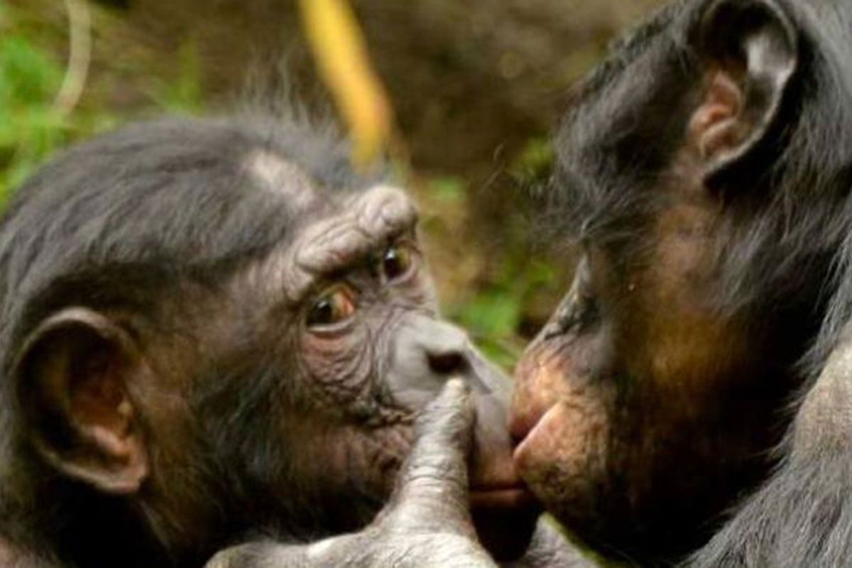 El beso: un legado evolutivo que une a simios y humanos