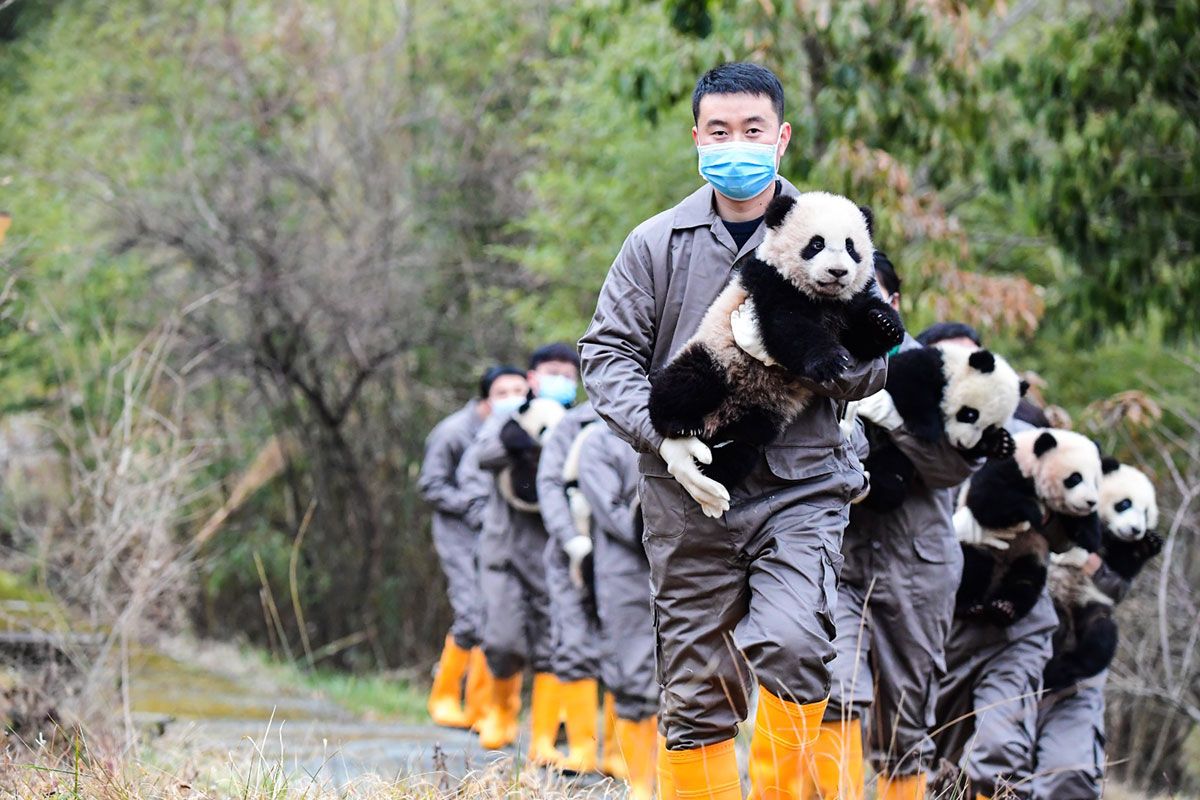 Socialismo con características pandas