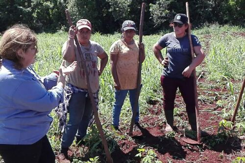 La crisis del sector yerbatero: frenan la cosecha en Misiones y puede impactar en los consumidores