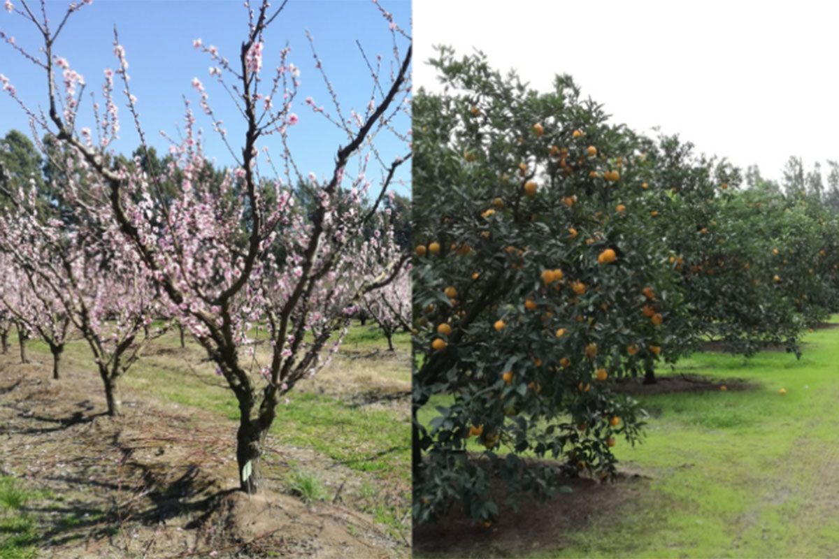 Buscan potenciar la fruticultura bonaerense: cuáles son los cultivos más extendidos en la provincia