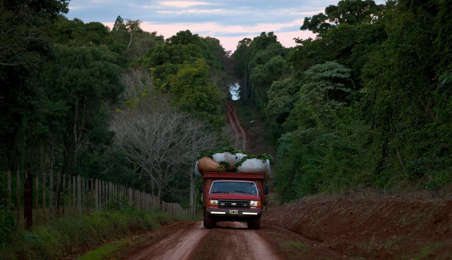 El paro yerbatero siembra dudas sobre la cosecha 2025