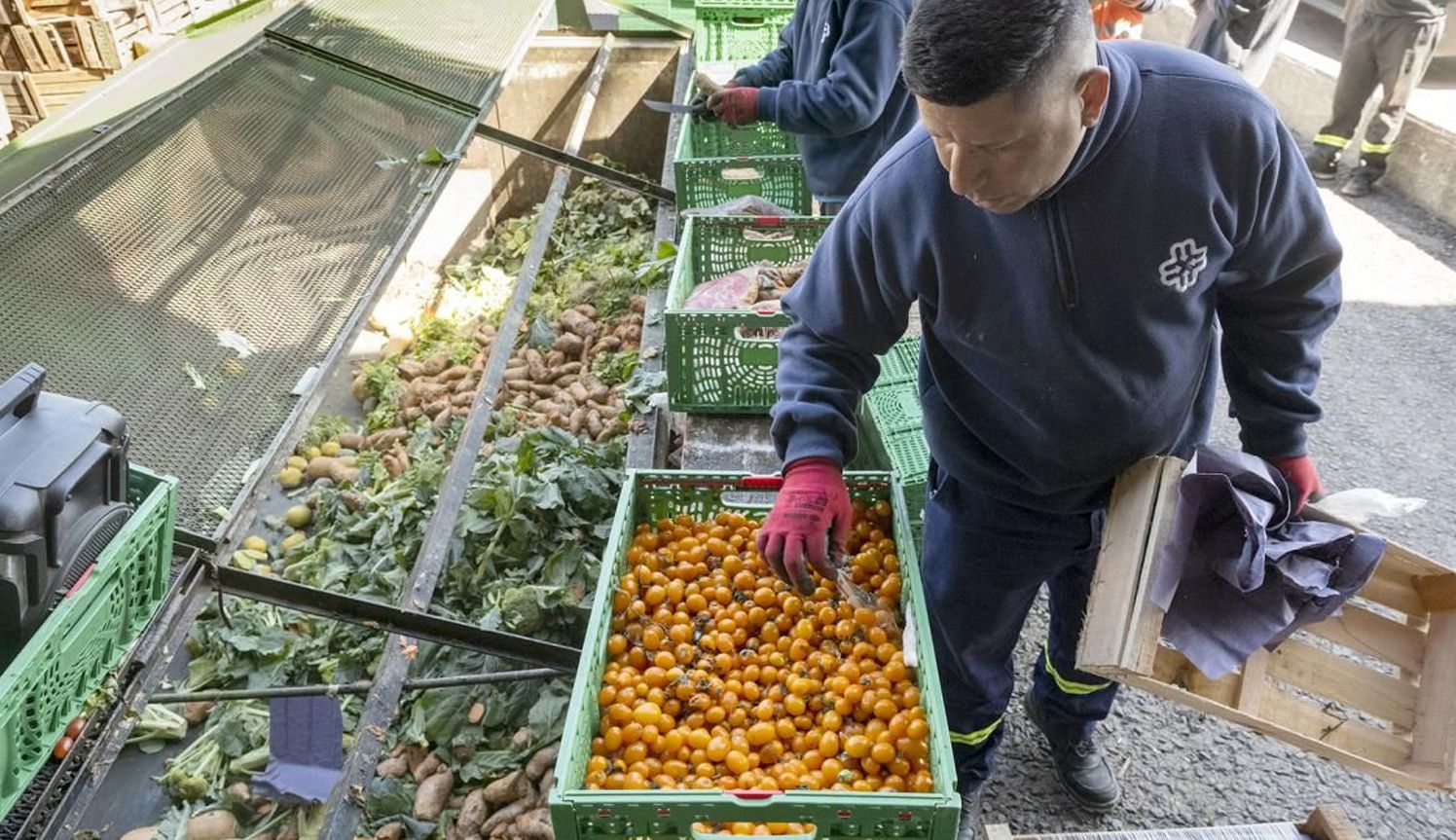 Agronomía de la UBA elaboró propuestas para aprovechar los alimentos que las verdulerías descartan