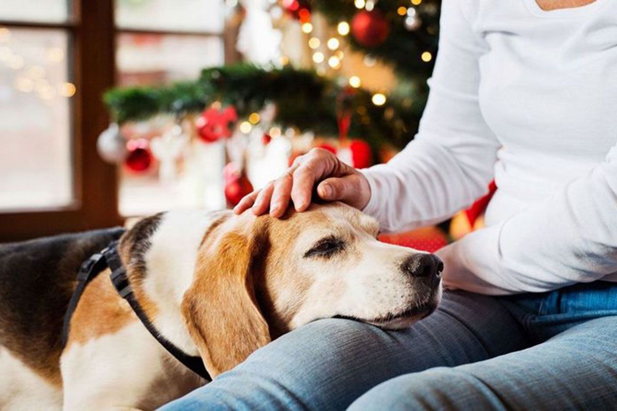 Mascotas en Navidad: cuáles son las cinco formas de protegerlas de la pirotecnia