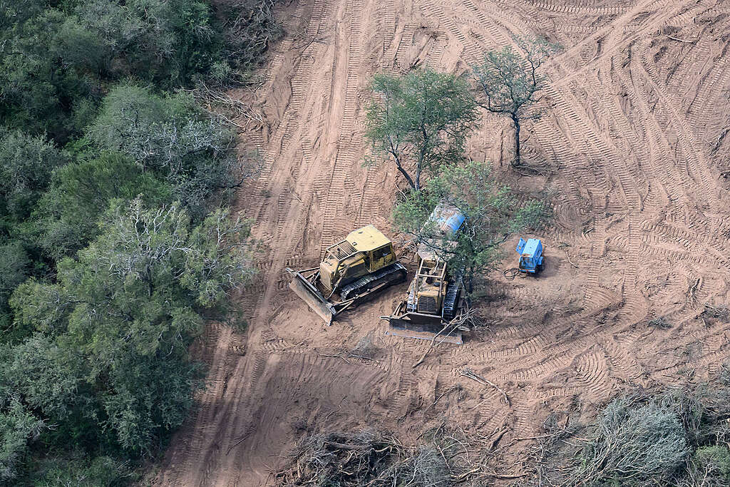 Se perdieron 150 mil hectáreas de bosques en el norte argentino en 2024, un 10% más que el año anterior