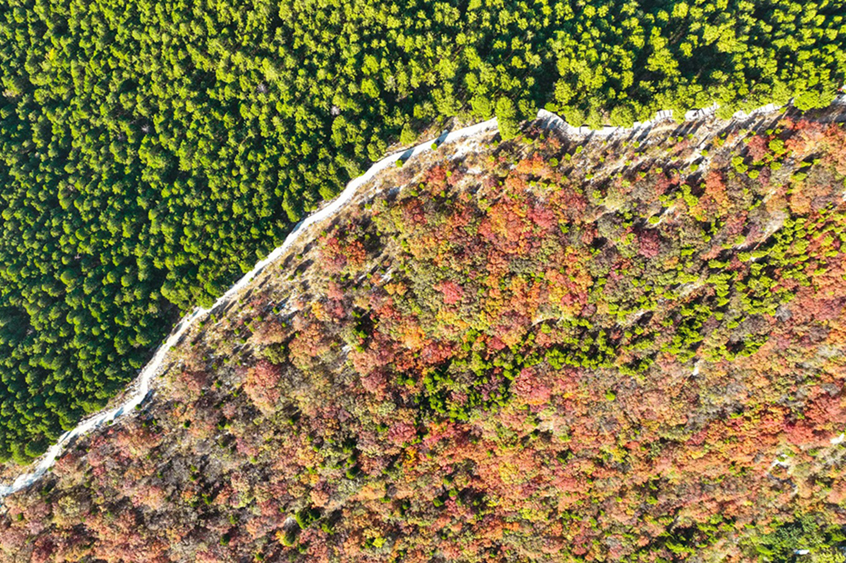 La Gran Muralla Verde crece a tasas chinas