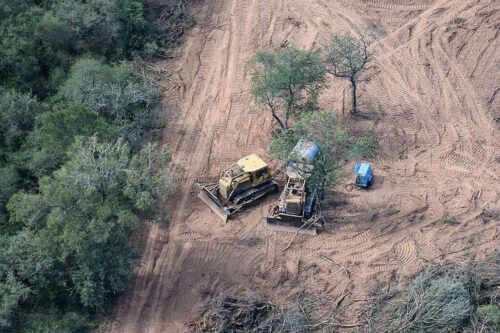 La topadora avanza: las provincias del norte entregan los bosques nativos