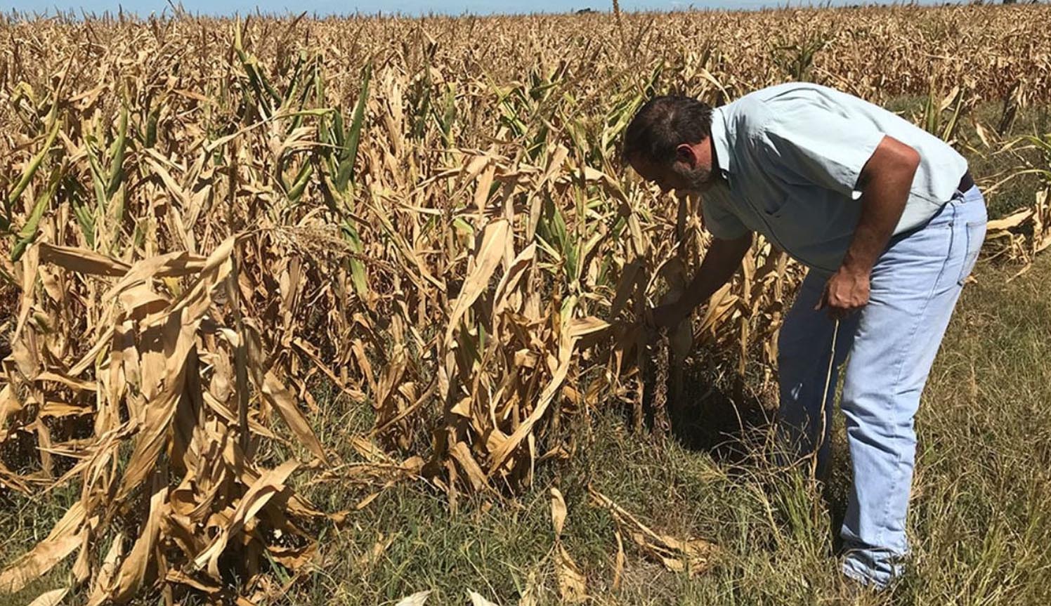 Ciclos prolongados de sequía: las estrategias que adoptan los productores de la zona núcleo