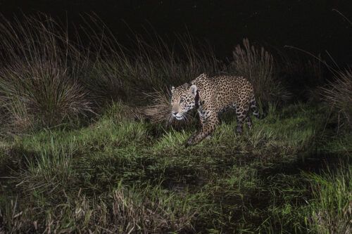 Takajay, el yaguareté que se suma al Parque Iberá en la lucha por reintroducir a la especie emblemática del país