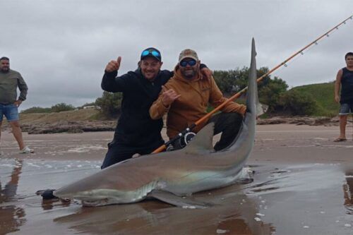 Insólito: pescaron un tiburón de 90 kilos en Claromecó