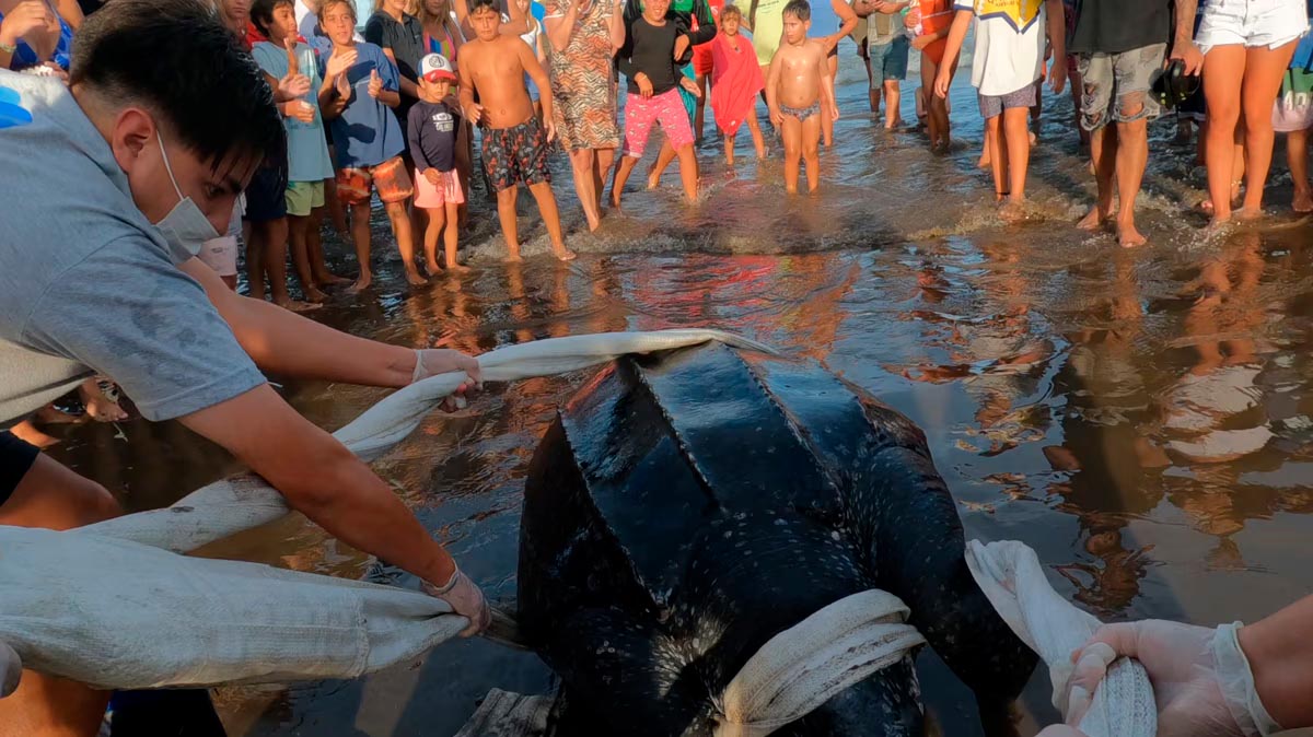 Preocupación por la aparición de siete tortugas laúd muertas en el Partido de la Costa