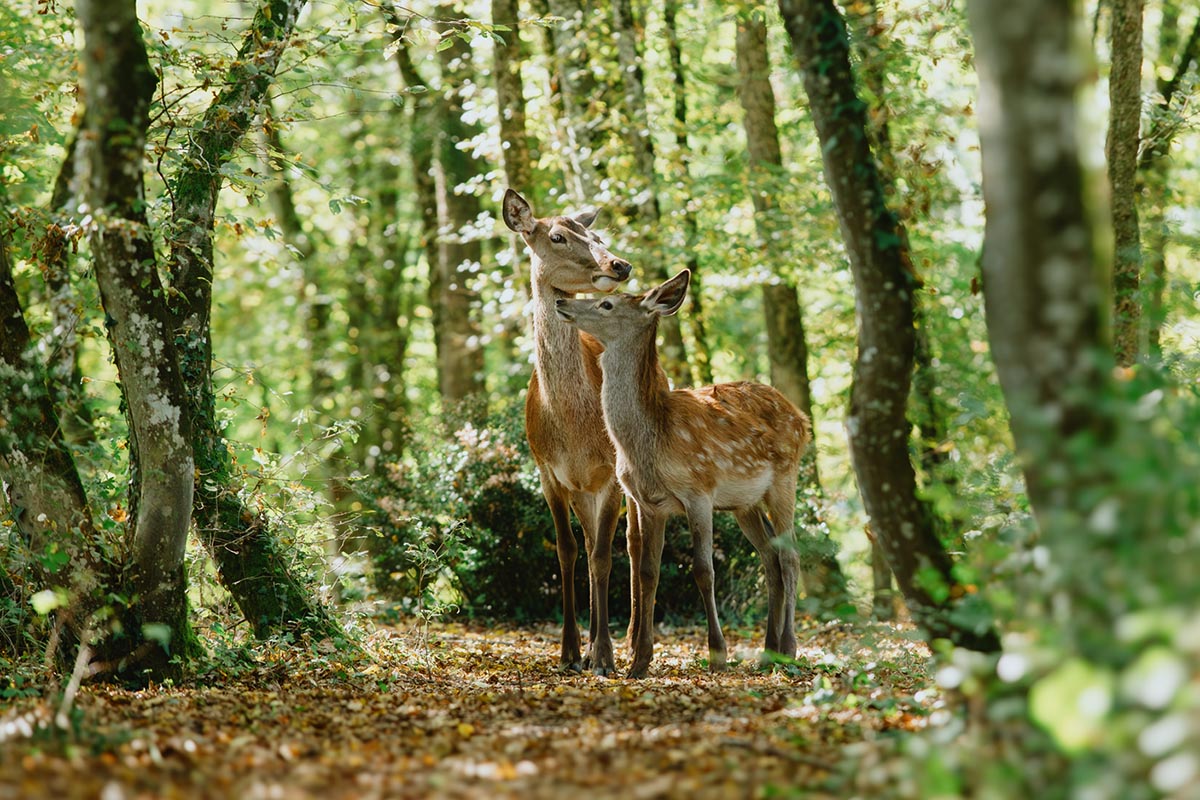 Bambi se pierde en un bosque de frialdad y lugares comunes en su innecesario regreso