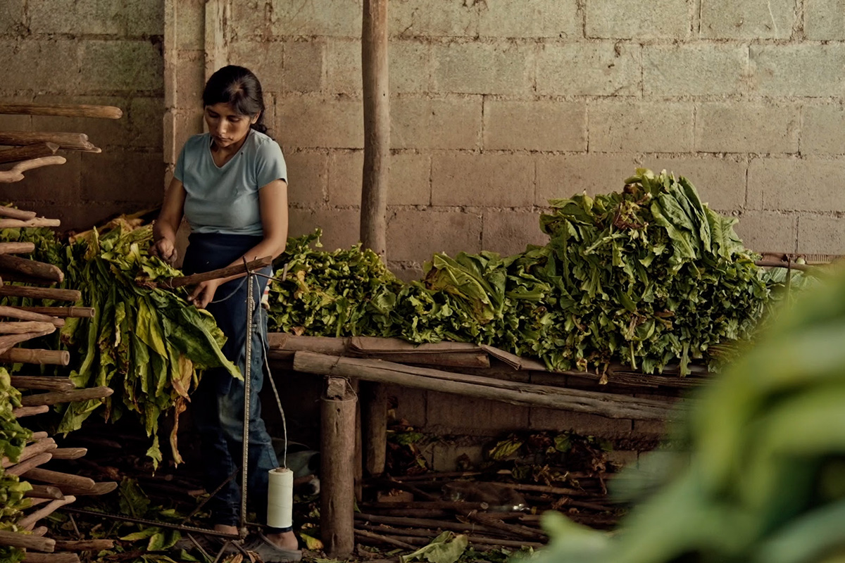 “Wacay, mujeres del tabacal”, un documental para poner en primer plano historias silenciadas